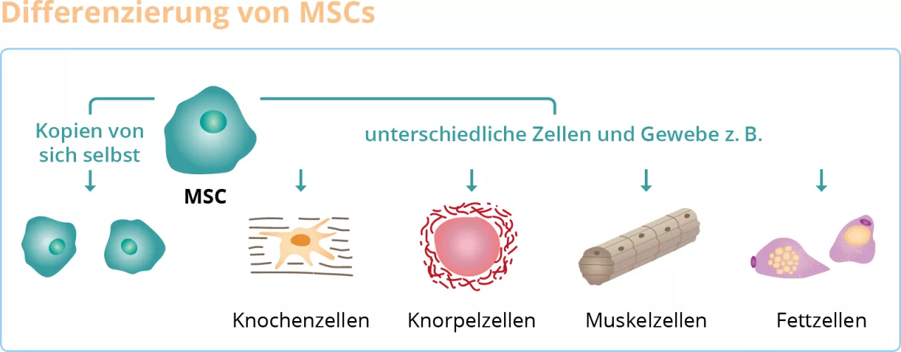 (Quelle: Abbildung modifiziert nach 3)